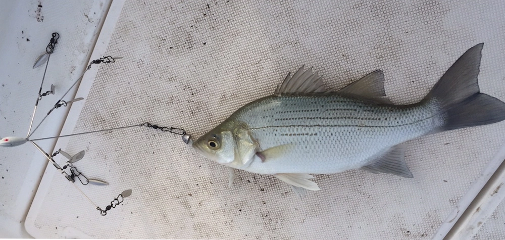 White bass caught on umbrella rig Lake Tawakoni Texas sandbass fishing