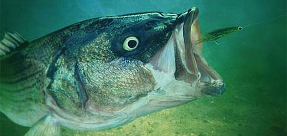 contact Taylor Bingham and catch big Striper