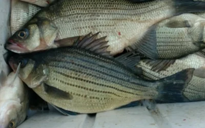 Lake Tawakoni Fish Species