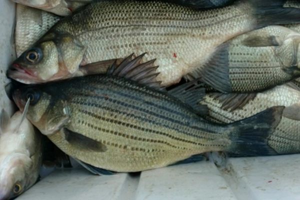 Lake Tawakoni Fish Species