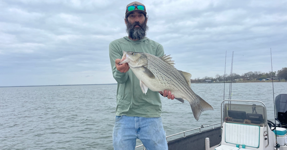 Limit of striped bass caught on Lake Tawakoni during a guided fishing trip