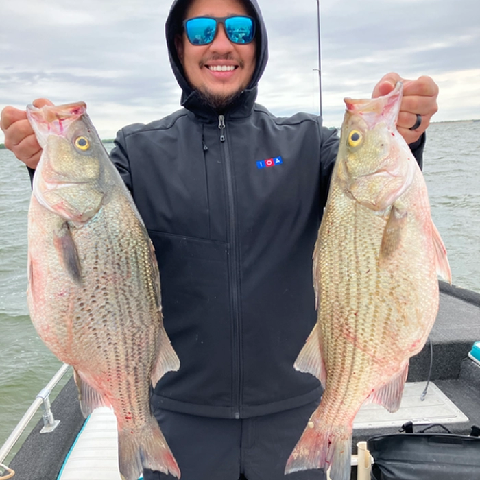 Hybrid Striper caught on Lake Tawakoni during guided fishing trip March