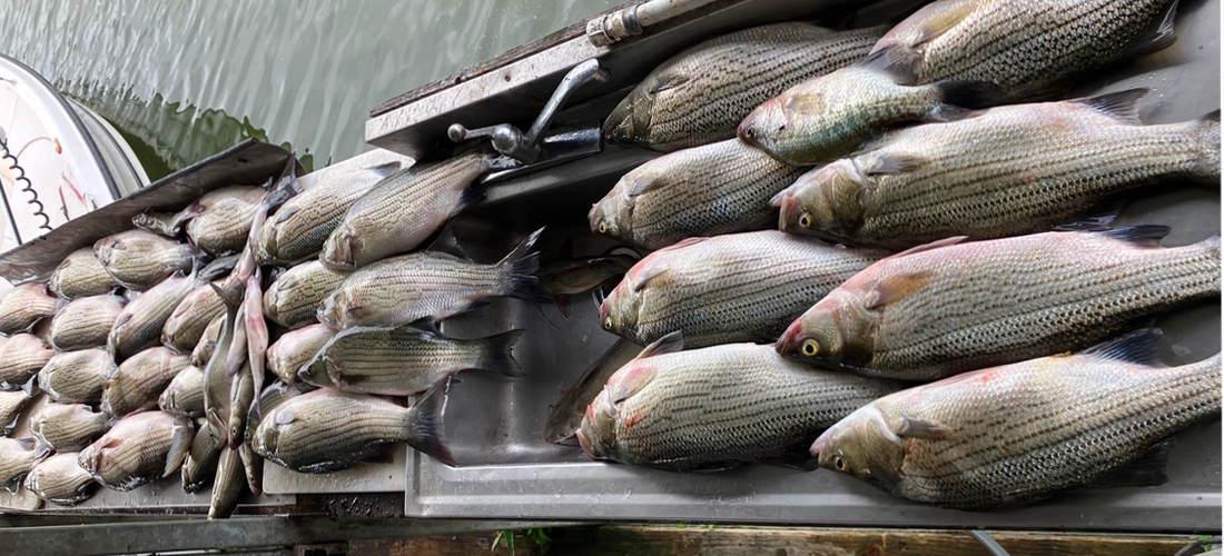 Lake Tawakoni striped bass and white bass catch from a guided fishing trip with Bingham Guide Service near Wills Point Texas