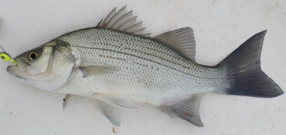 White bass caught on swimbait jighead Lake Tawakoni sandbass fishing