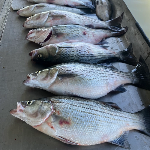 Hybrid striped bass lined up on cleaning table Lake Tawakoni