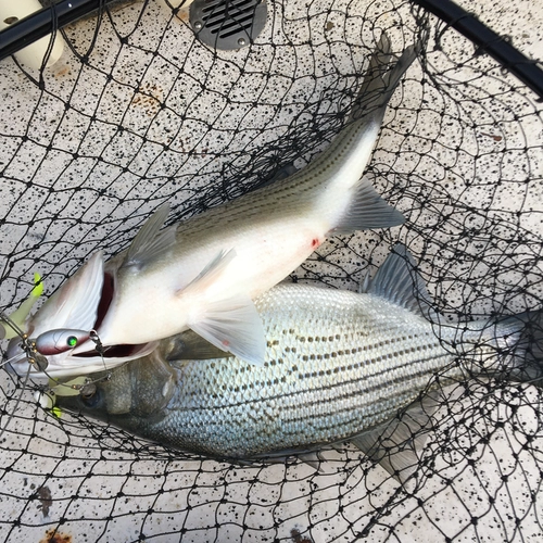 Two hybrid striped bass caught on Alabama rig Lake Tawakoni