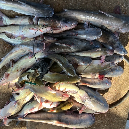 Channel catfish catch on Lake Tawakoni during guided fishing trip