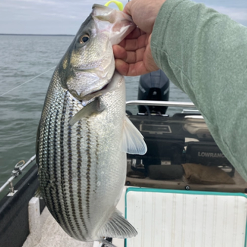 Hybrid striped bass caught on Lake Tawakoni during fall fishing trip