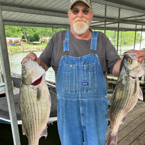 Two striped bass caught on Lake Tawakoni during guided fishing trip