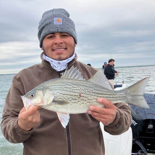 Hybrid striped bass caught on Lake Tawakoni with Bingham Guide Service