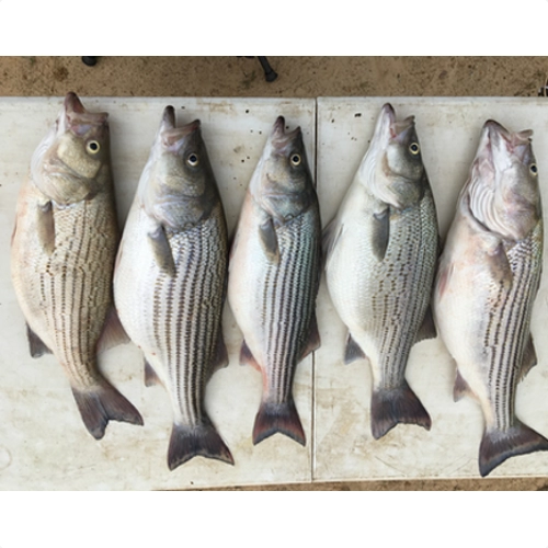 Five hybrid striped bass lined up on Lake Tawakoni fishing trip
