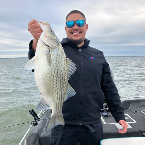 Hybrid striped bass caught on Lake Tawakoni during guided fishing trip