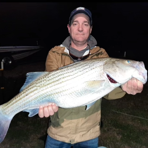 Large striped bass caught on Lake Tawakoni at night