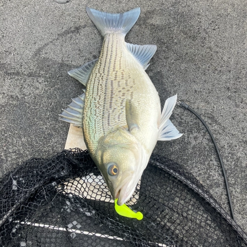 Hybrid striped bass caught on sassy shad lure Lake Tawakoni