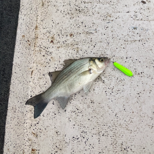 White bass caught on slab spoon Lake Tawakoni fishing