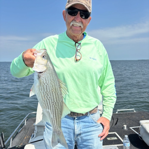 Hybrid striped bass caught on Lake Tawakoni during spring fishing trip