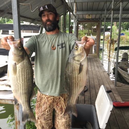 Two hybrid striped bass caught on topwater plugs Lake Tawakoni