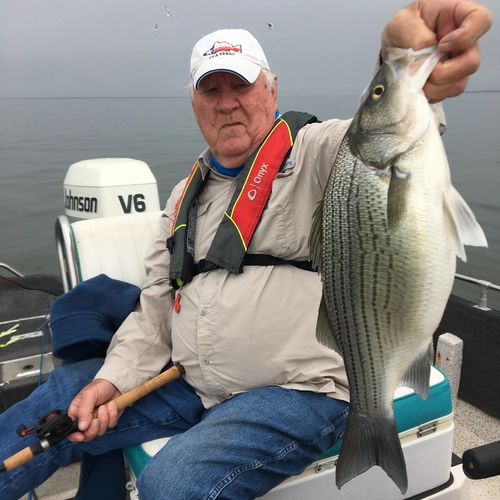 Hybrid striped bass caught on Lake Tawakoni during winter fishing trip