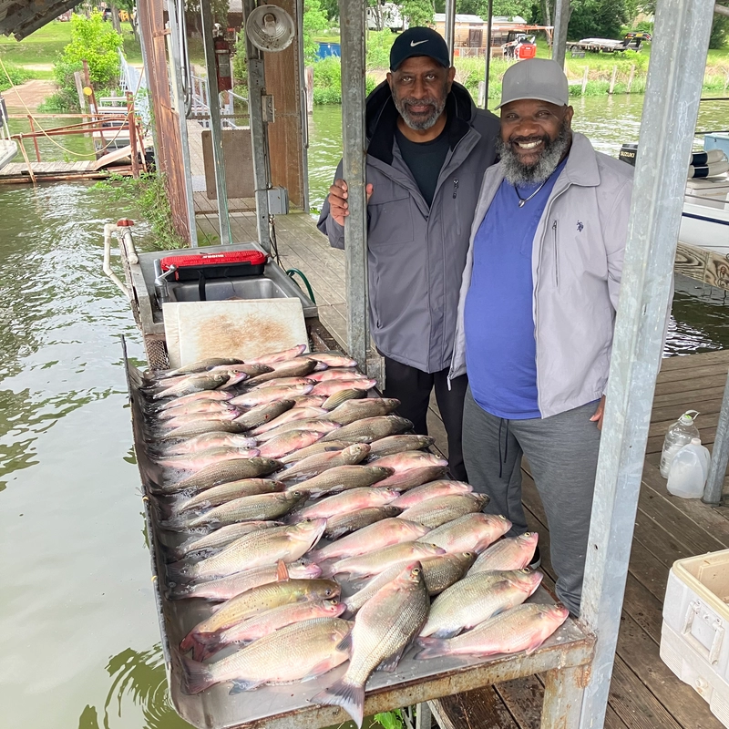 Lake Tawakoni white bass fishing trip with Bingham Guide Service showing anglers and a table full of white bass and hybrid stripers caught on May 1, 2026
