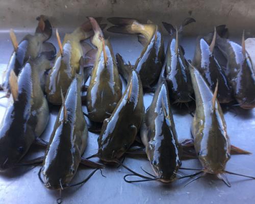 catfish-pic